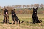 11.11.2019 Elina, German und Gwendy von Schörner's Schmiede
