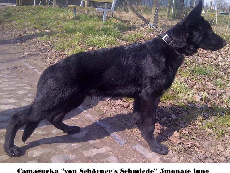 cama5maand01k cama5maand01k