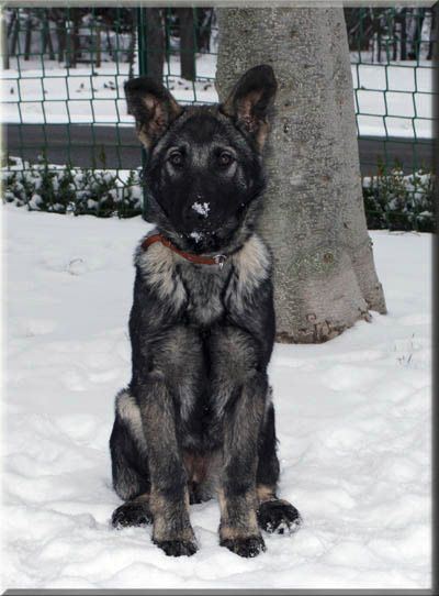 februar carina februar carina