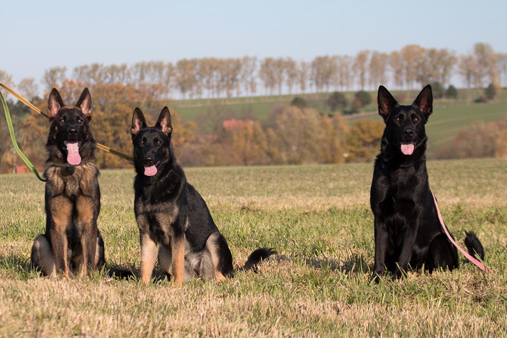 10.11.2019 Schäferhunde von Schörner's Schmiede