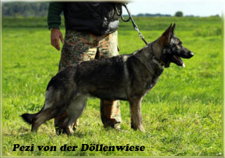 Pezi von der Döllenwiese