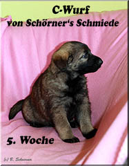 C-Wurf von Schörner's Schmiede