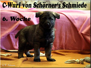 C-Wurf von Schörner's Schmiede