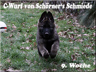 C-Wurf von Schörner's Schmiede