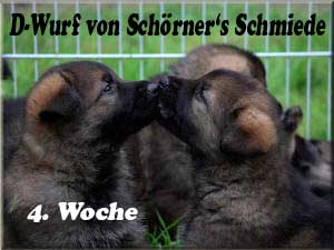 D-Wurf von Schörner's Schmiede