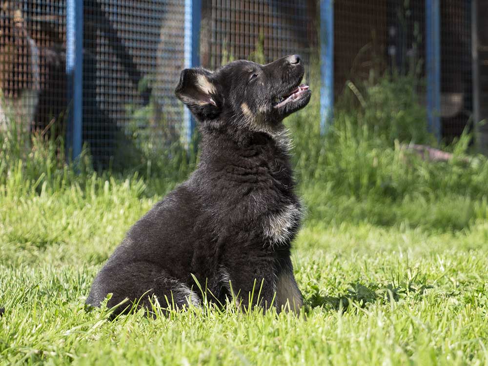 19.05.2019 Rüde schwarzbraun